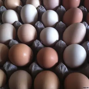 Fertile Hatching Chicken Egg