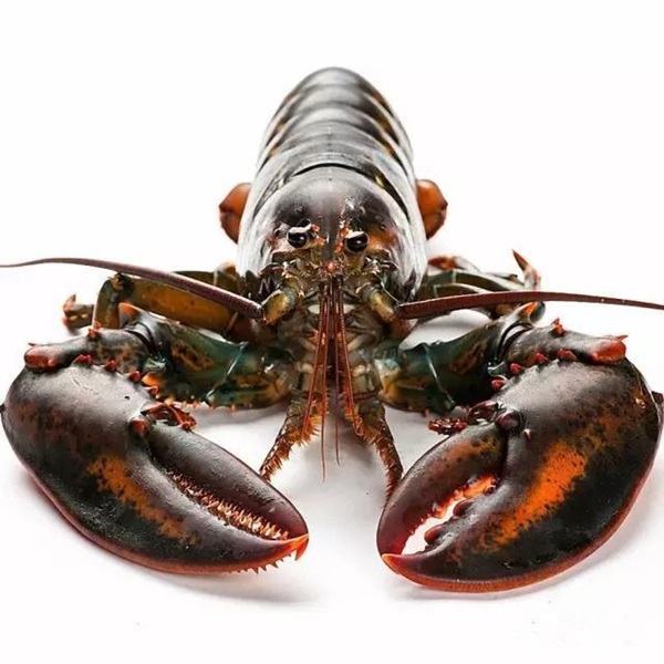 Excellent Cost Price Buy Live Boston Lobster With Prompt Delivery | Buy Seafood For Asian Market