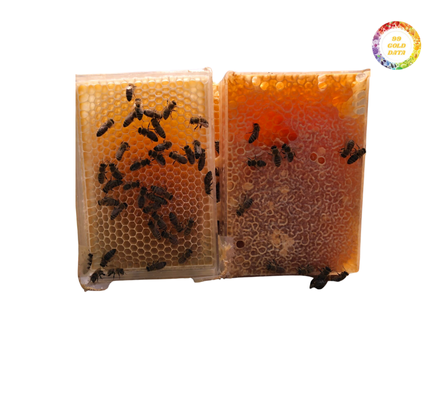 Raw Honey Products 100% Natural Bulk Suppliers Honey VIETNAM 2025 By 99GD