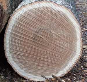 Cheap Pine / Timber / Eucalyptus / Birch /beech / teak / oak Wood Logs