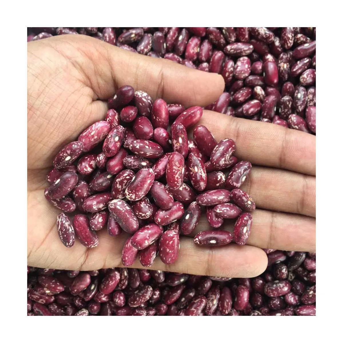 High quality food grade 25 or 50 kg kidney beans natural Uzbekistan product Red speckled kedney beans for food
