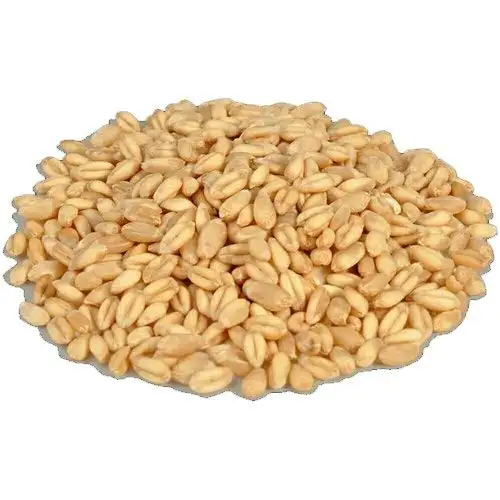 Quality Durum Wheat/Durum Wheat/Hard Wheat