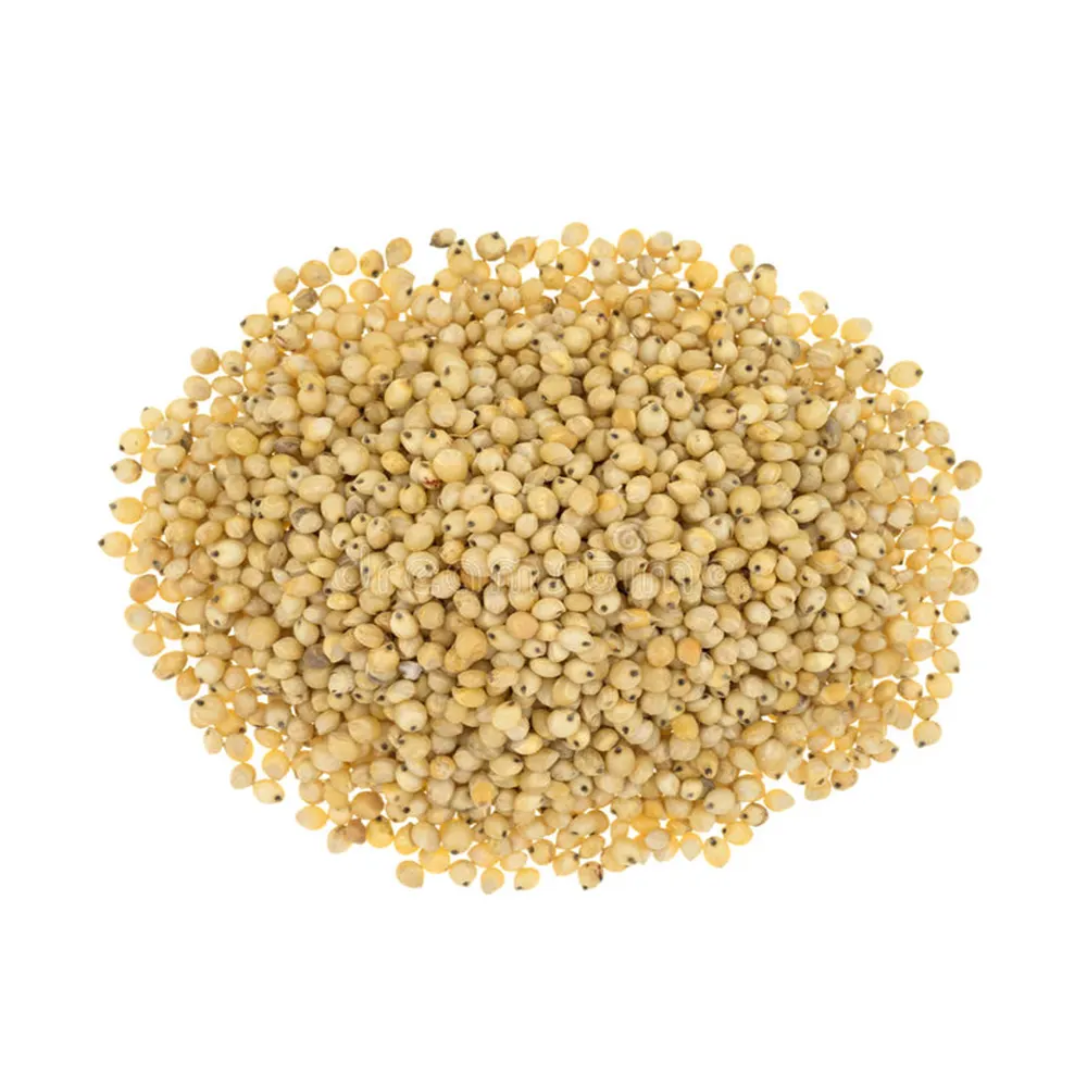 Wholesale Supplier of Premium Quality Natural Organic White Sorghum at Best Market Price