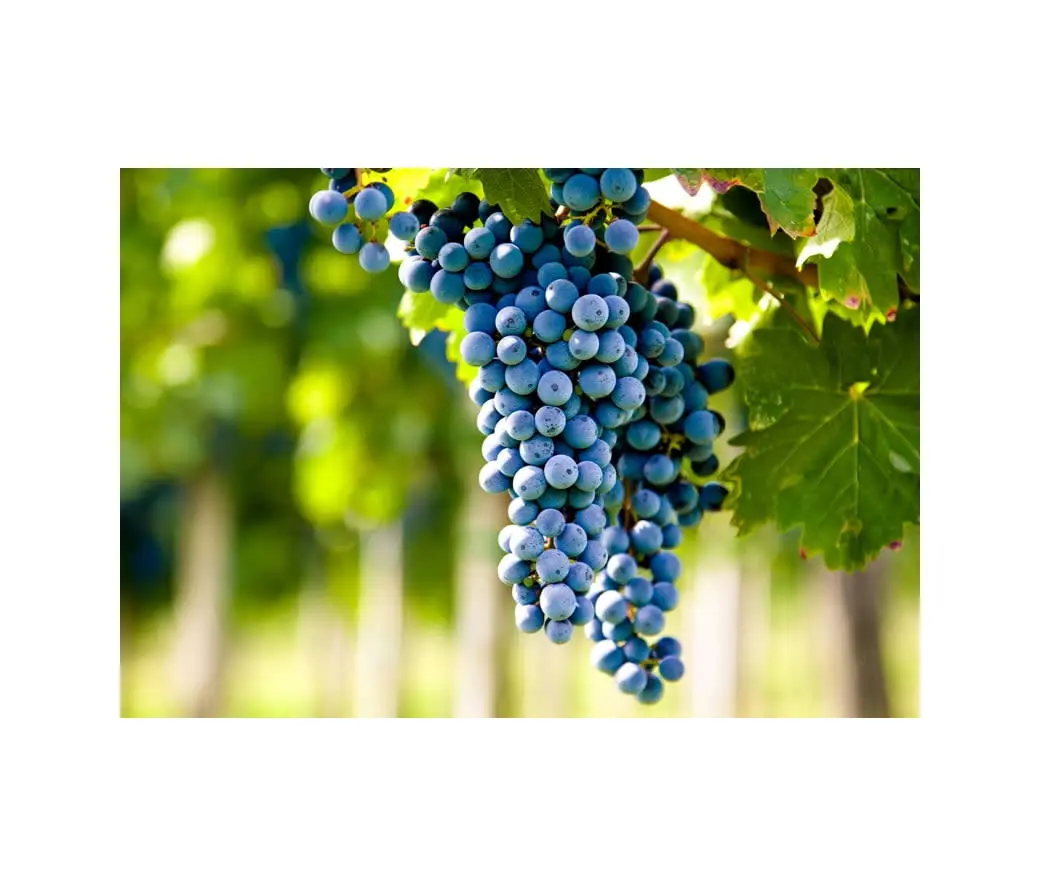 Grape Wines