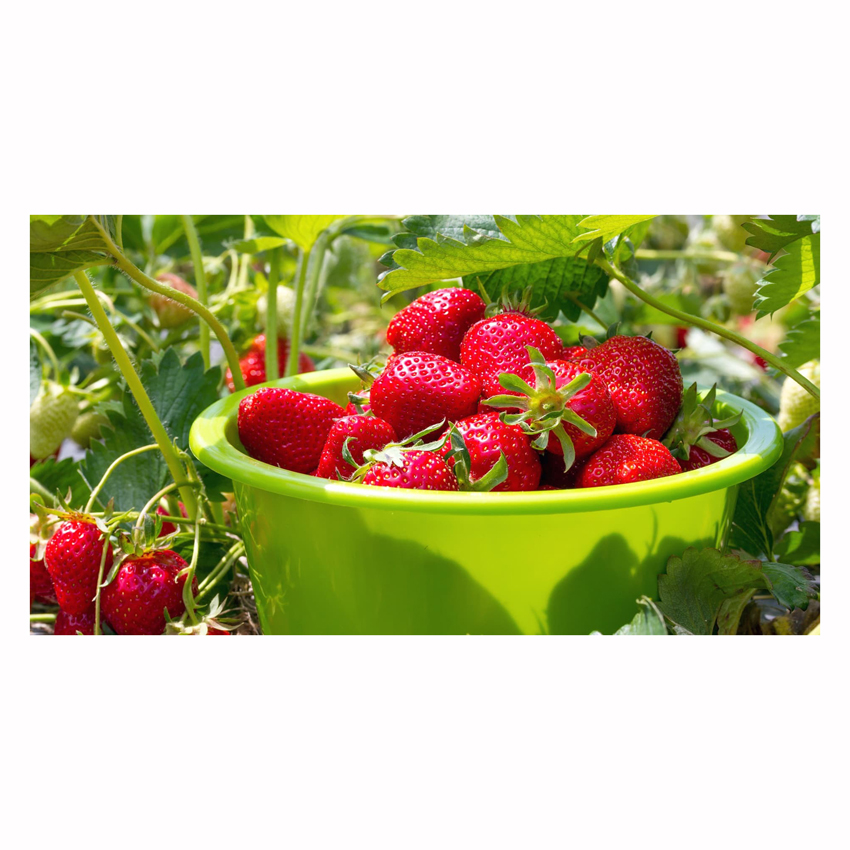 Свежая клубника для продажи