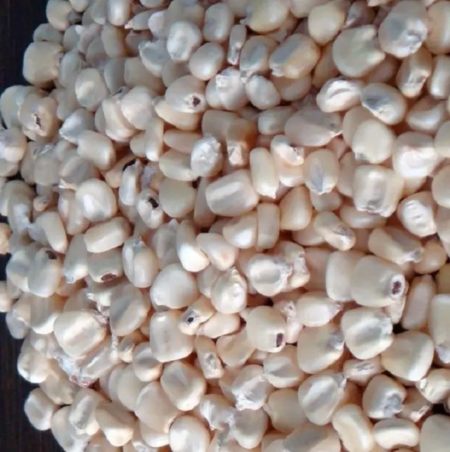 White Corn Non-Gmo (White Maize), White Corn Maize Suppliers