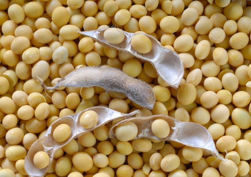 Non Gmo соевые бобы/семена соевых бобов и семена соевых бобов