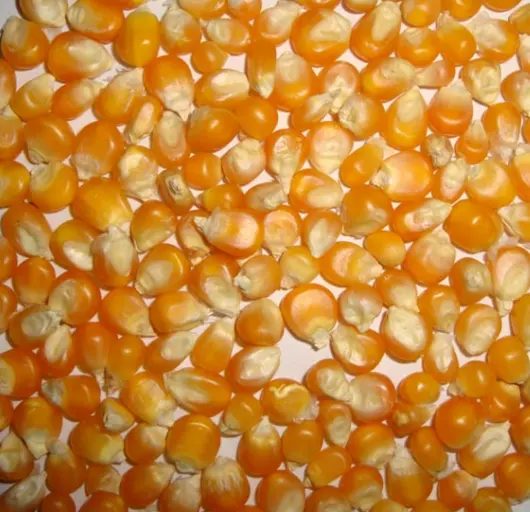 Yellow Corn and White Corn/ Yellow Maize for Animal Feed