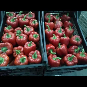 Fresh Capsicum or Bell Pepper for Sale Whole New Crop With Cheap Price
