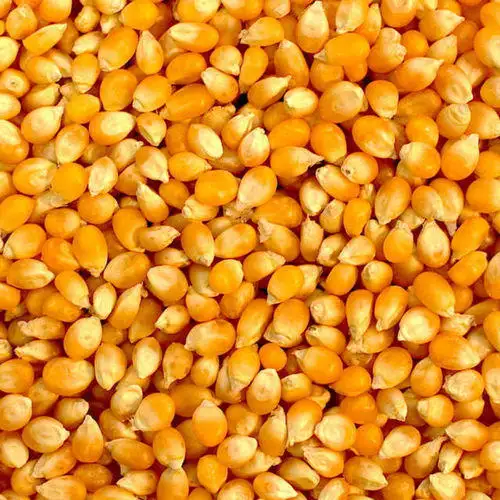 Yellow Corn/Maize for Animal Feed / YELLOW CORN FOR POULTRY FEED