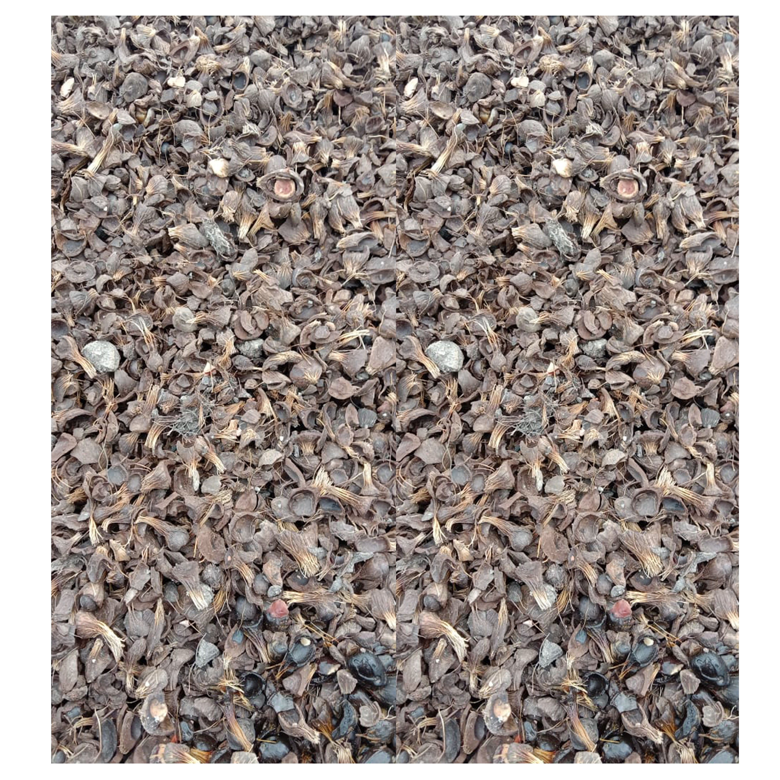 Indonesia-Sourced Palm Kernel Shell Agricultural Waste Product (TNR)