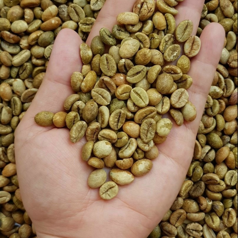 Green Robusta Coffee Bean Strong Aroma New Crop . Whatsapp +84 976727907 Ms Carolina