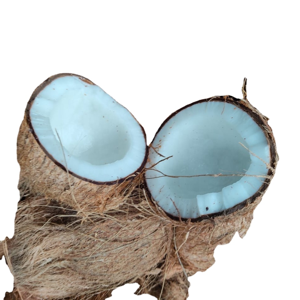 SEMI HUSKED COCONUT FOR SALE FROM INDIA
