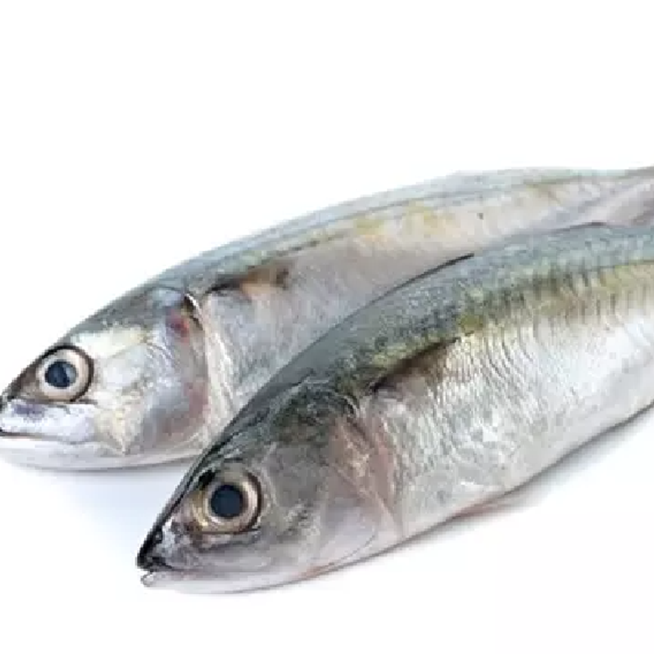 WHOLESALE SEAFOOD SUPPLIER: AUTHENTIC INDIAN MACKEREL EXPORTS