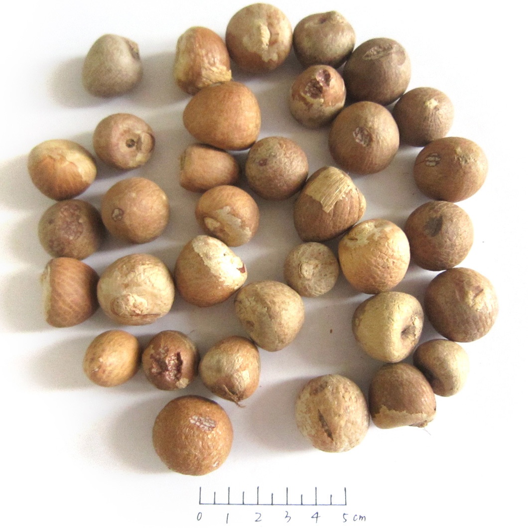 Качественные гайки Betel Areca nut оптом