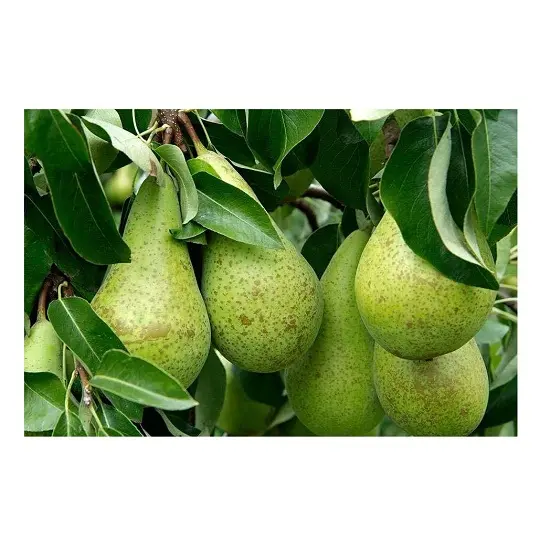 Wholesale Best Price Supplier Packham's Triumph Pears Fast Shipping