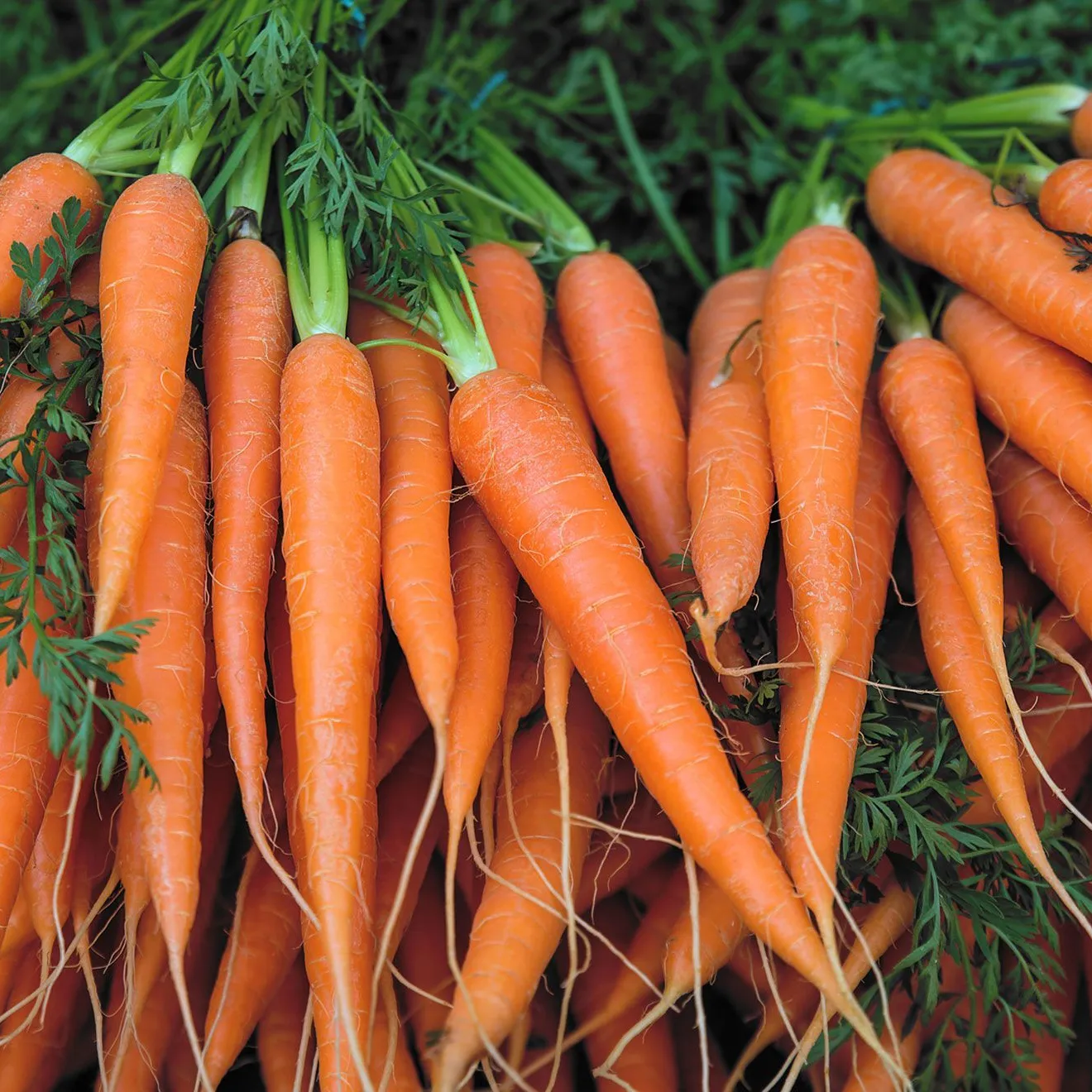 Fresh Carrot With Good Price - Vegetable Modern Standards Origin Viet Nam - VI HUYNH +84 911 695 402