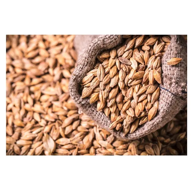 Natural Raw Grain Barley Animal Feed