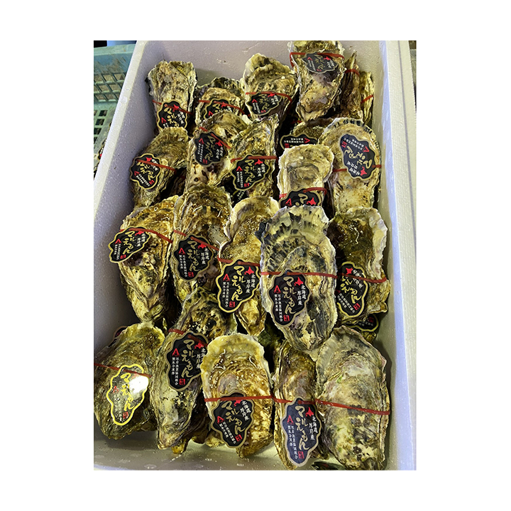 Live Oyster Meat Japan Fresh Fish Seafood Wholesale Supplier