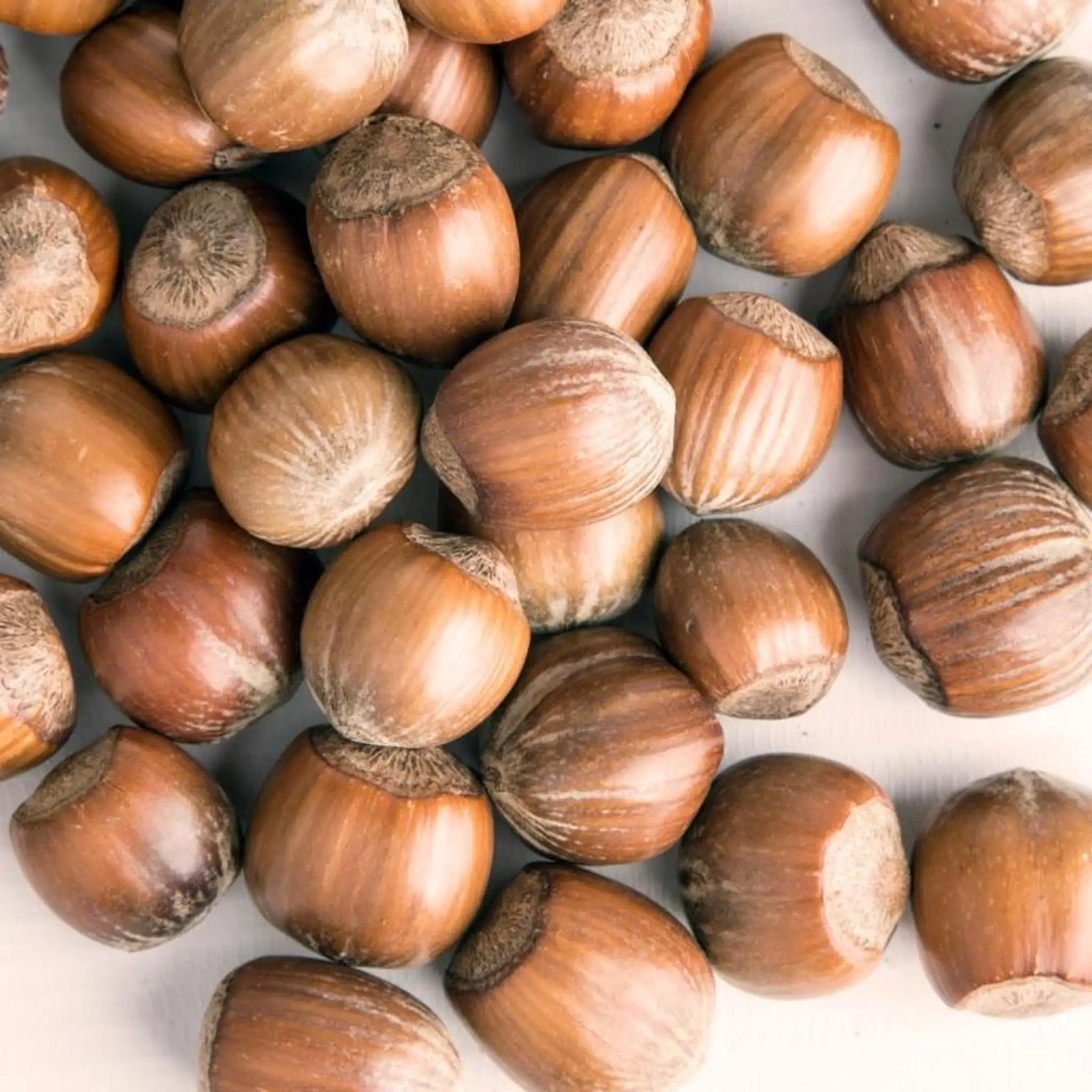 High quality hazelnuts hazelnuts kernel