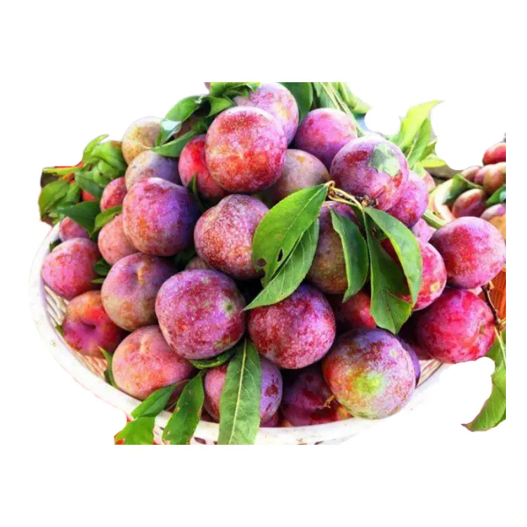 black plum delicious Good price raw ingredients using for many purposes TCVN packing in carton Vietnam Manufacturer