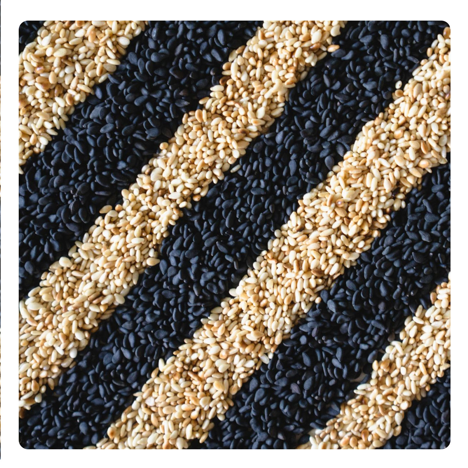 Organic White Black Sesame Natural Sesame Seeds For Sale Bulk quantity seeds High protein sesame Natural crop