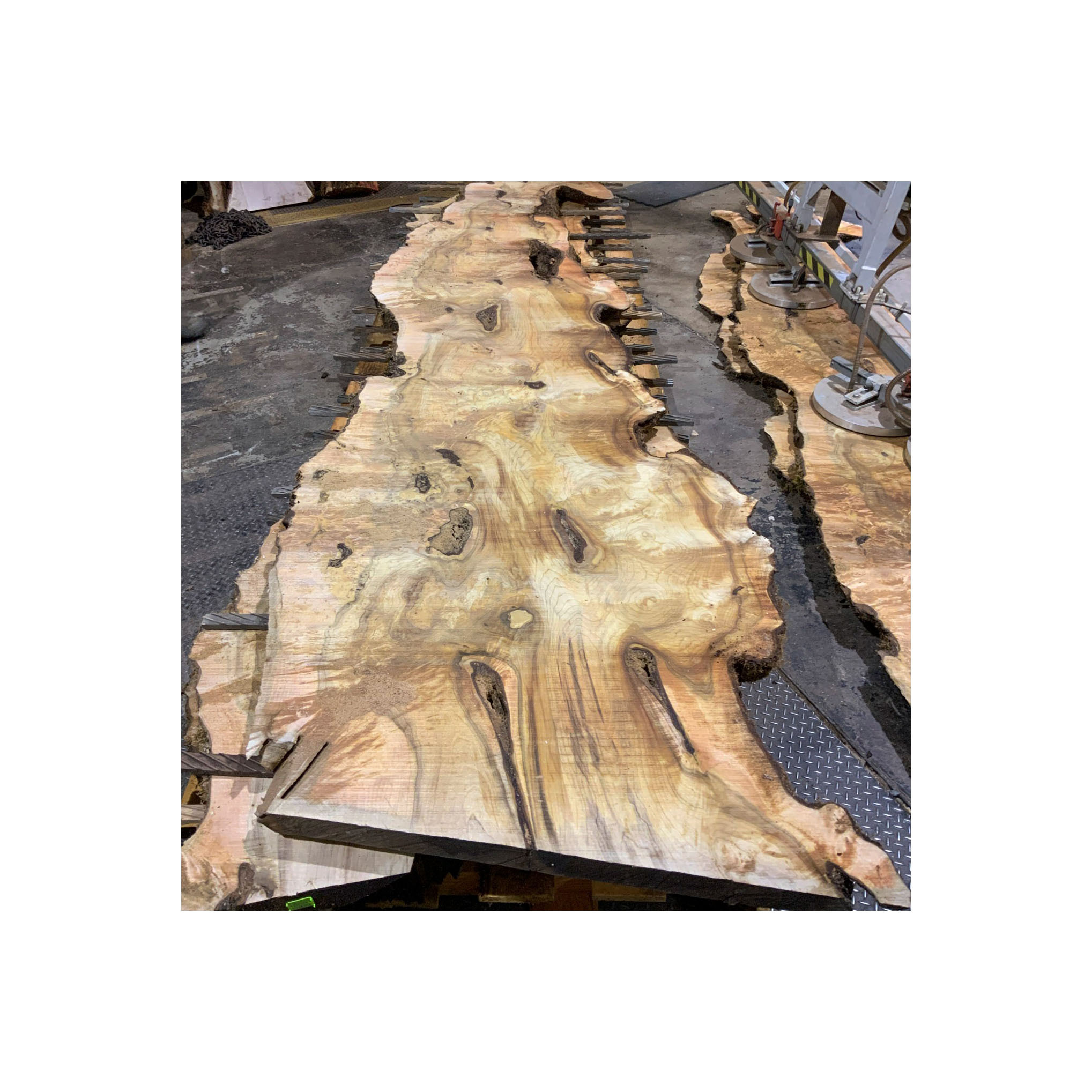 Top Quality Myrtle Wood - Round Logs, Sawn myrtle Logs