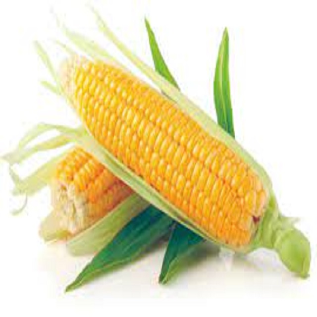 High Quality Yellow Corn Max Animal Feed Grade/Human Consumption White Corn Sale