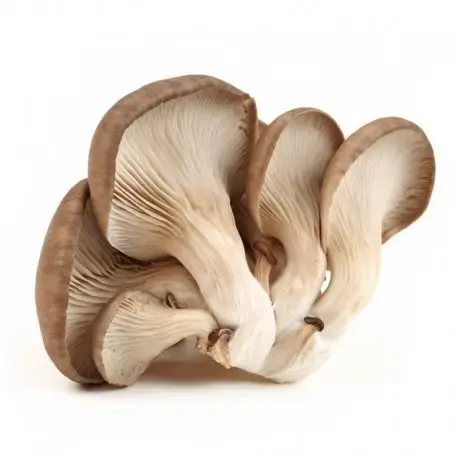 Dried Mushrooms and truffles