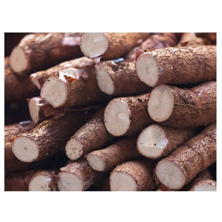 Wholesale Price Supplier of Fresh Vegetables Cassava Bulk Stock With Fast Shipping