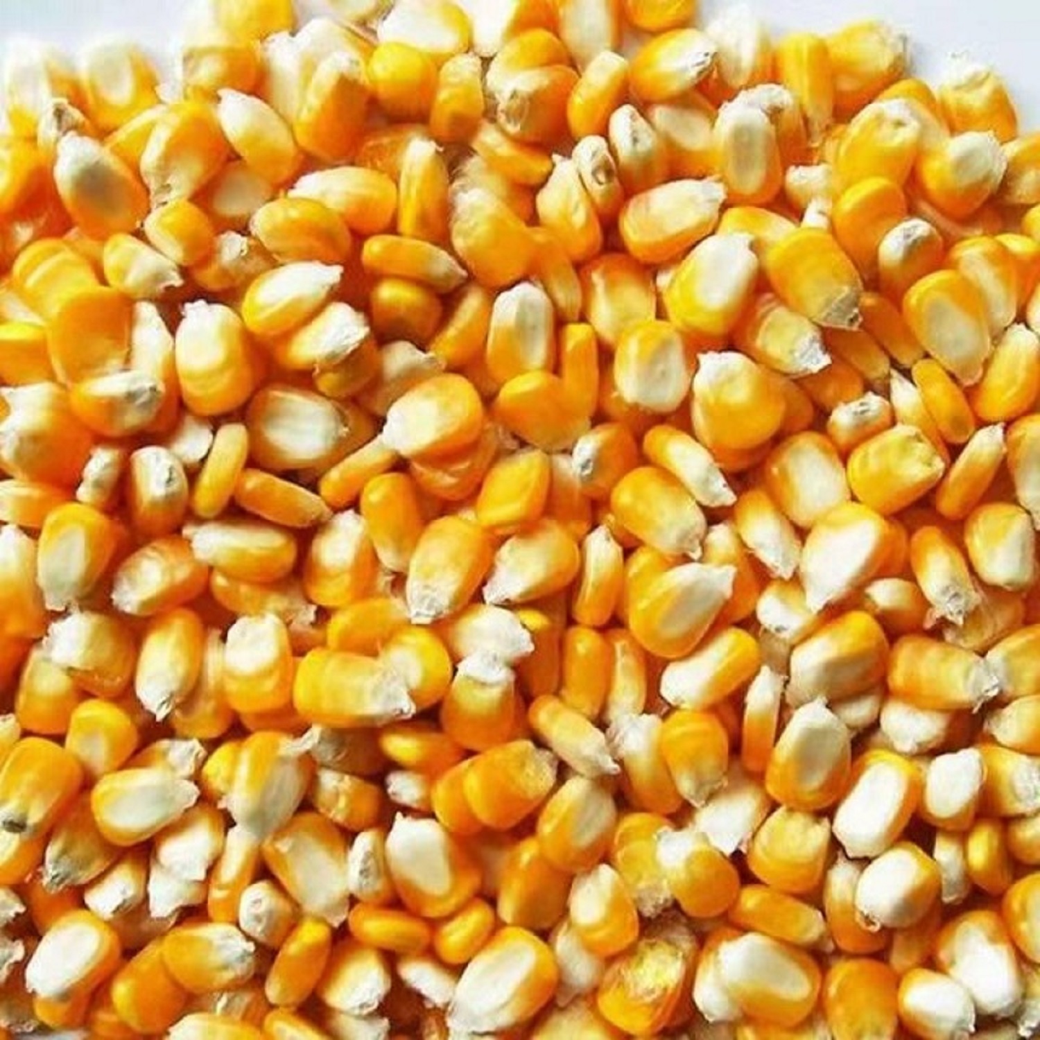High-Quality Yellow Market Prices Yellow Corn