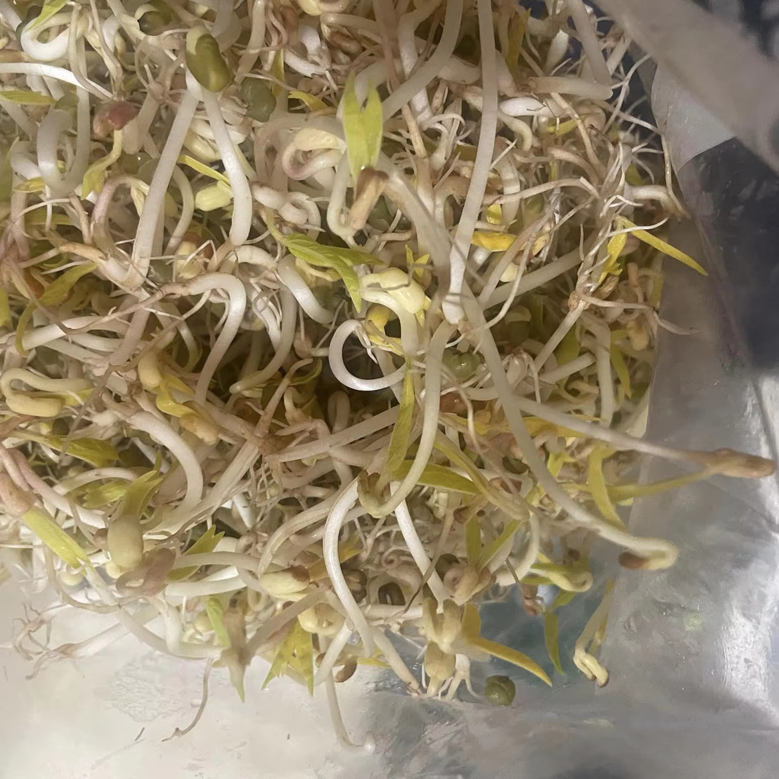Quality best grade Moong Sprouts bean