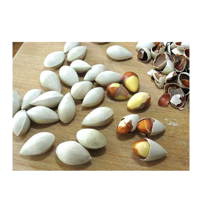 Top Grade Ginkgo Nuts /Peeled Ginkgo Nuts/Raw Ginkgo Nuts price supplier