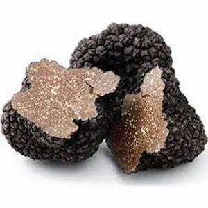 Good Quality truffle mushroom fresh dried Truffles Mushroom for sale