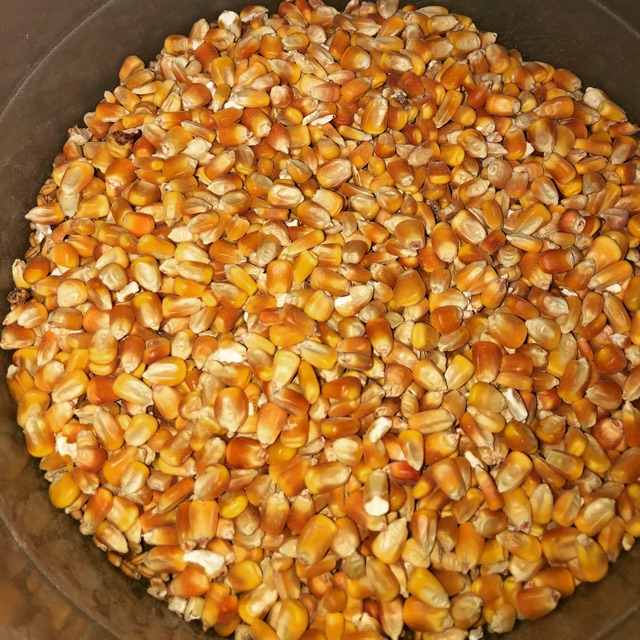 Yellow Corn for Human Consumption and Animal use ready for export From Germany At Affordable Price in Bulk