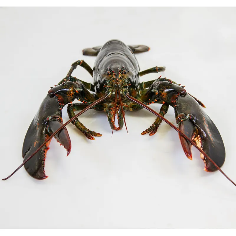 Canadian Lobsters / Frozen Lobster Available