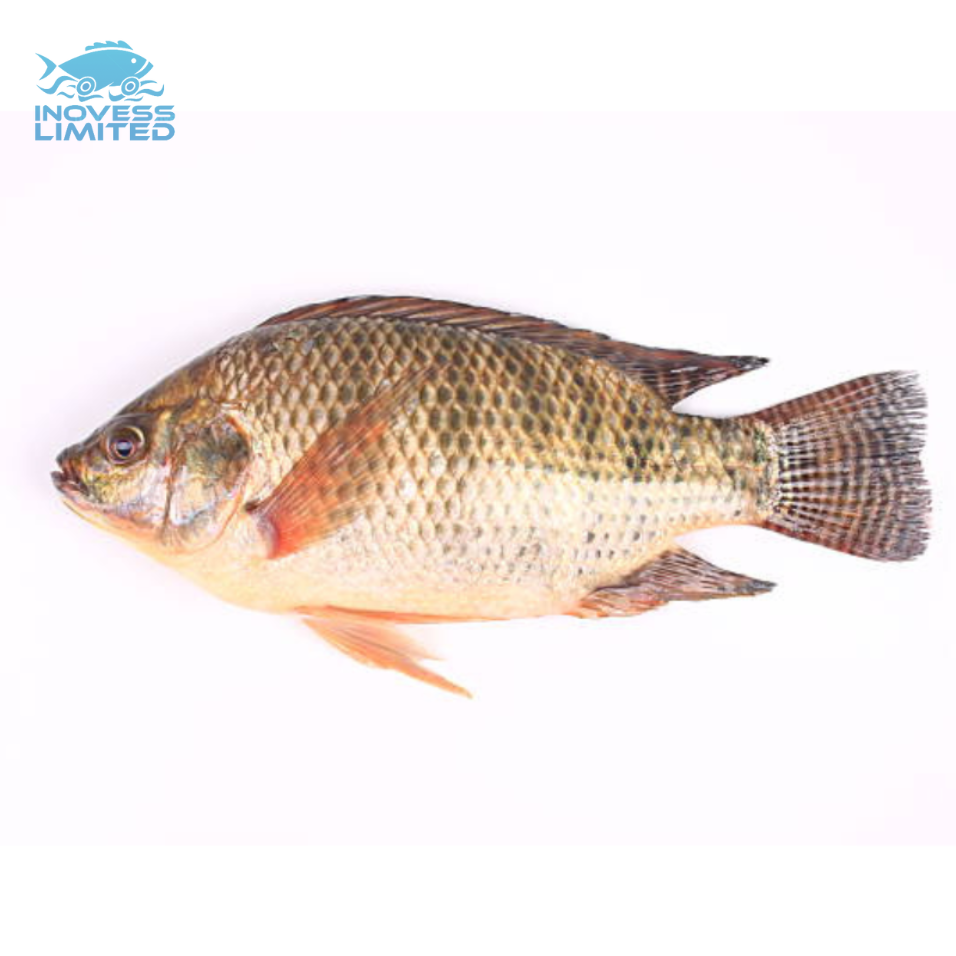 Высококачественные морепродукты замороженные сухие красные креветки из Бангладеш поставщик тигровые креветки цена морская еда замороженные креветки