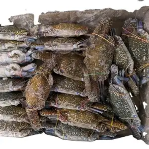 Wholesale Supplier Hot Sale Quality Frozen - Fresh - Live Blue Swimming Crab