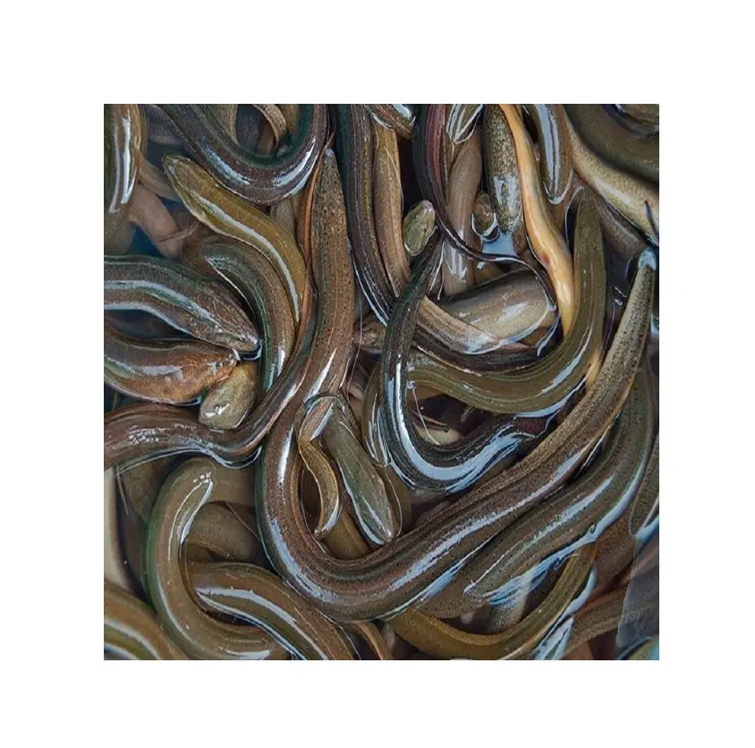 Top Selling  Wholesale In Cheap Price Best Quality Exported Fresh Live Eel Fish Live Eels Conger Eel For Sale From Bangladesh