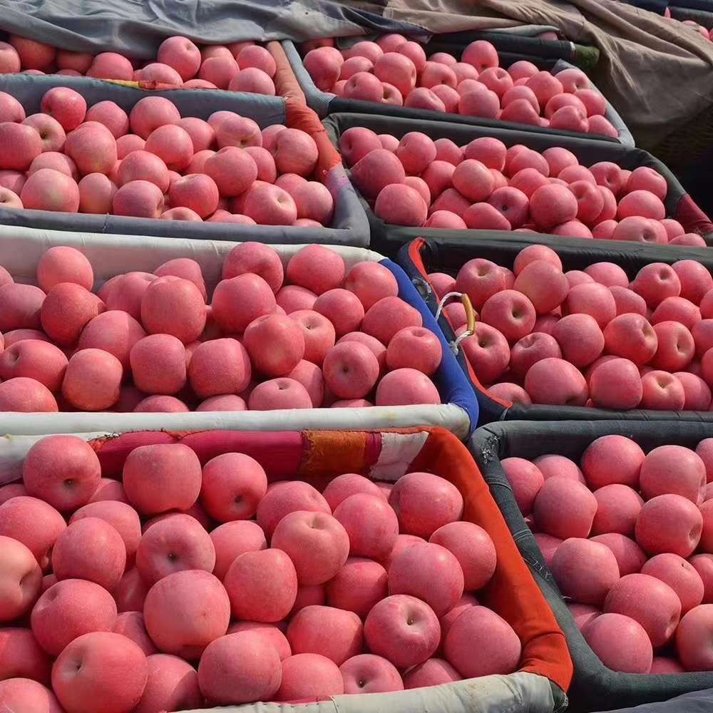 Франция Fuji Apple готова к продаже