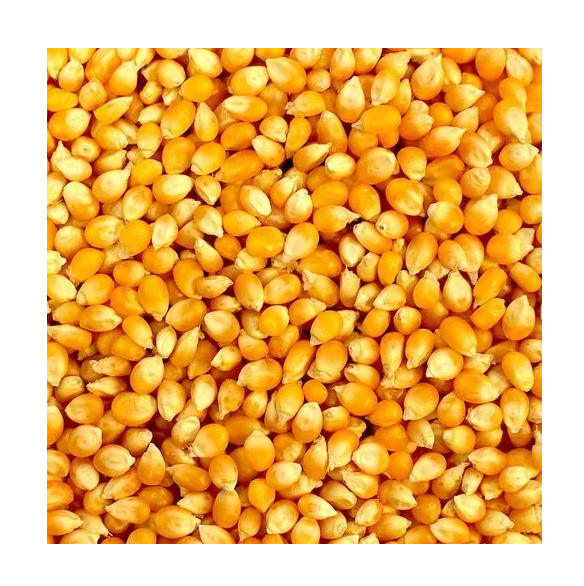 GMO или NON GMO Кукуруза/кукуруза/желтая кукуруза и белая кукуруза для кормления человека и животных