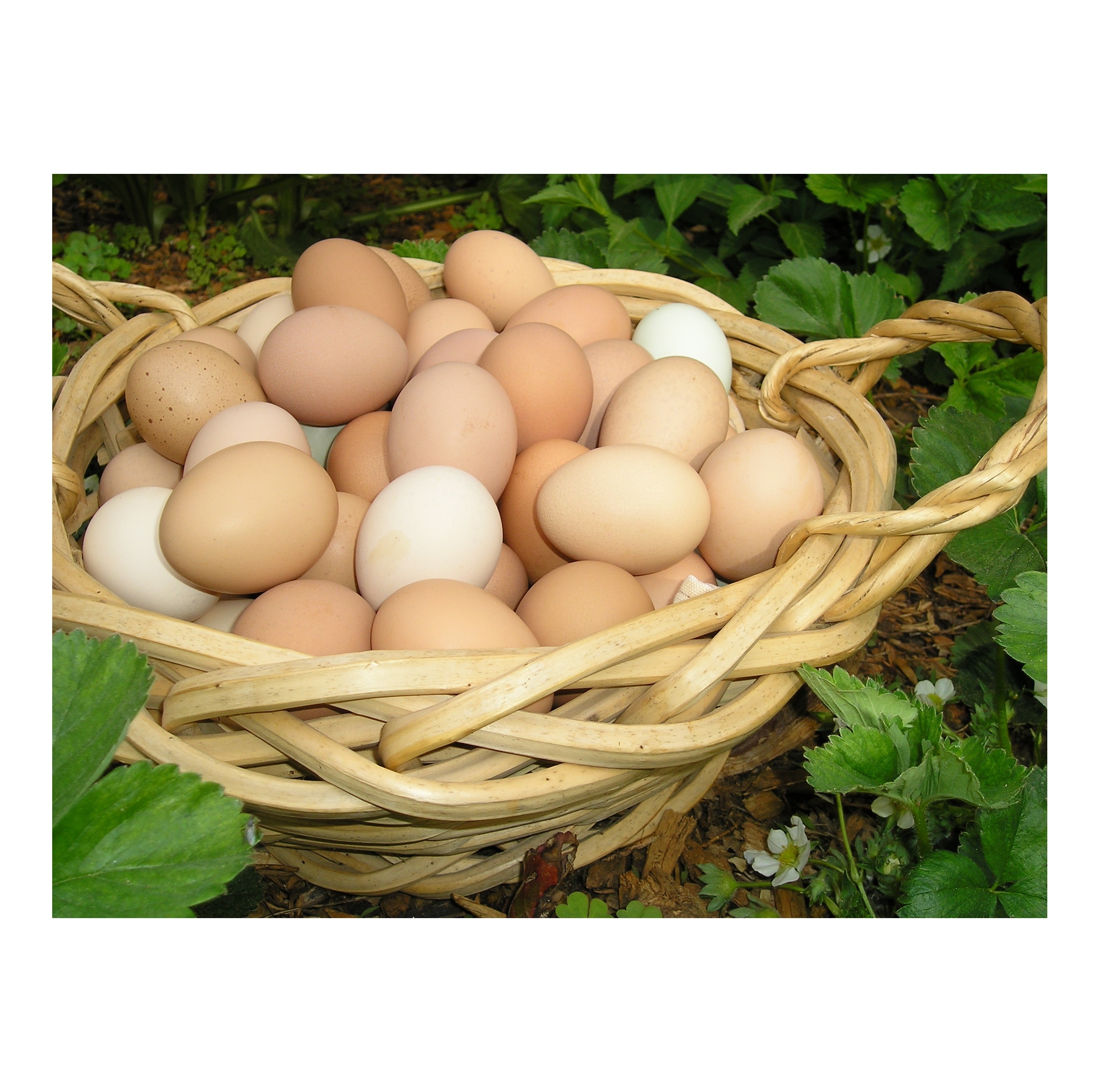 Competitive Priced Fresh White Chicken Eggs Fertile Hatching Eggs and Table Eggs Preserved in Trays for Farm Use and Food
