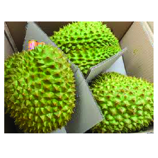 Wholesale Fresh Durian Fruit and New Crop Frozen Durian Products High quality to the US market