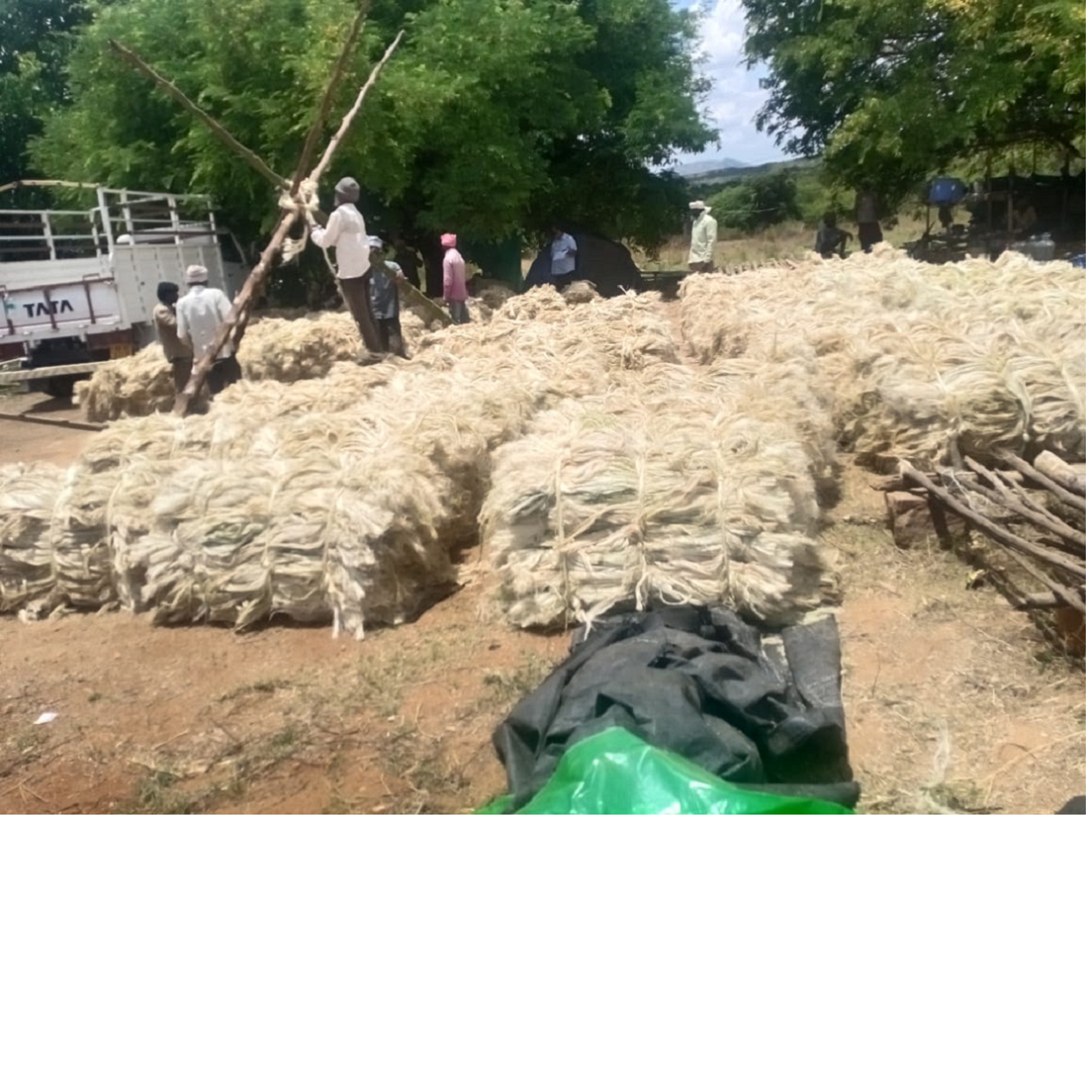 natural sisal fibers in bales on 100 KG suitable for a variety of industrial and technical applications