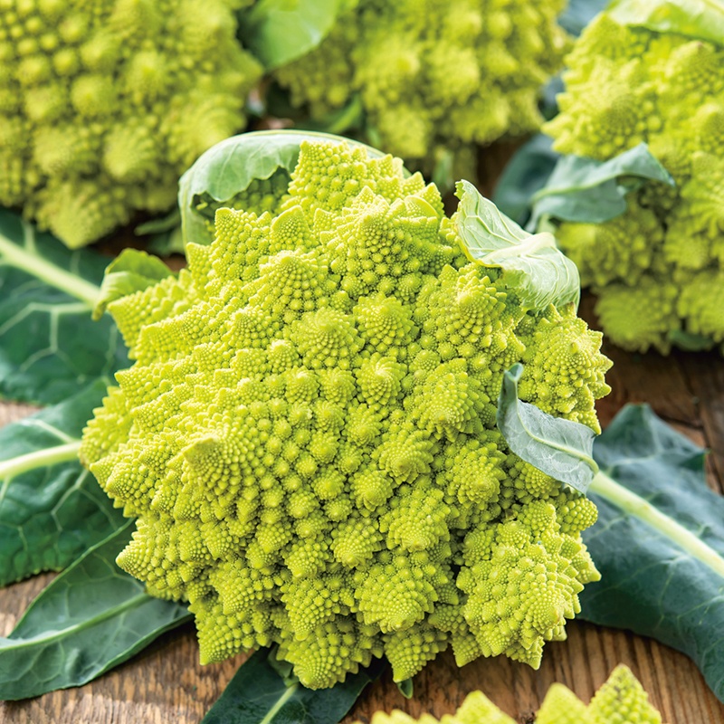 Brocolli romanesco рано продается