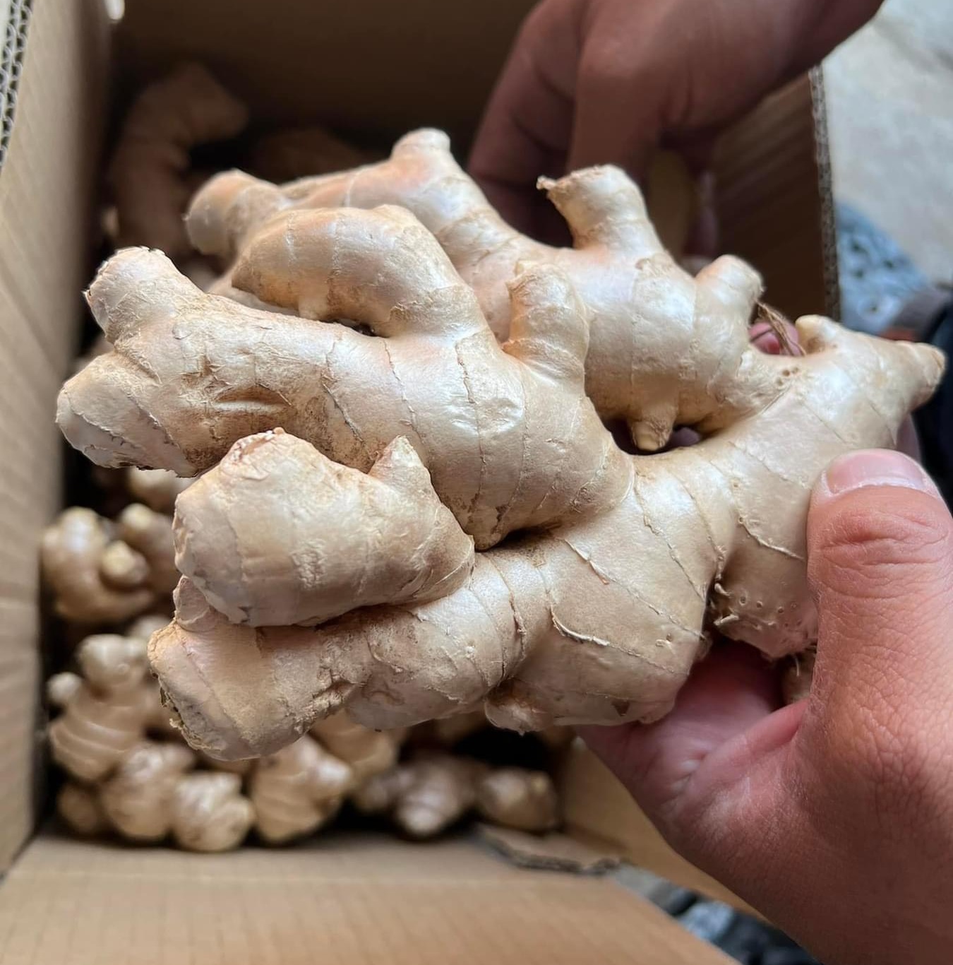 Professional Elephant Fresh Ginger Export of High Quality Fresh clean ginger is available for wholesale with a global gap ANNA