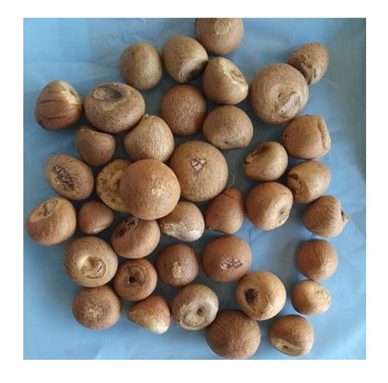 Горячая Распродажа, новый урожай из Таиланда, орехи Betel, Сушеные Орехи Betel