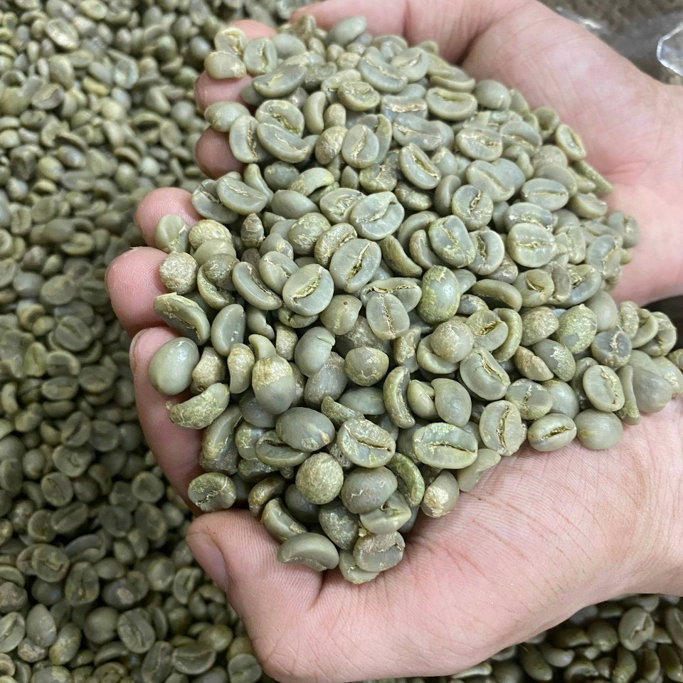Green Arabica Coffee Bean for coffee roaster/wholesaler . Whatsapp +84 976727907 Ms Carolina