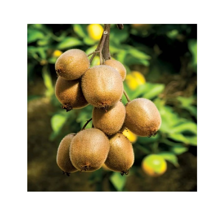 Hot Selling Best Quality Fresh Kiwi Fruits at Cheapest Wholesale Price Fresh Kiwi Fruit Bulk Supply