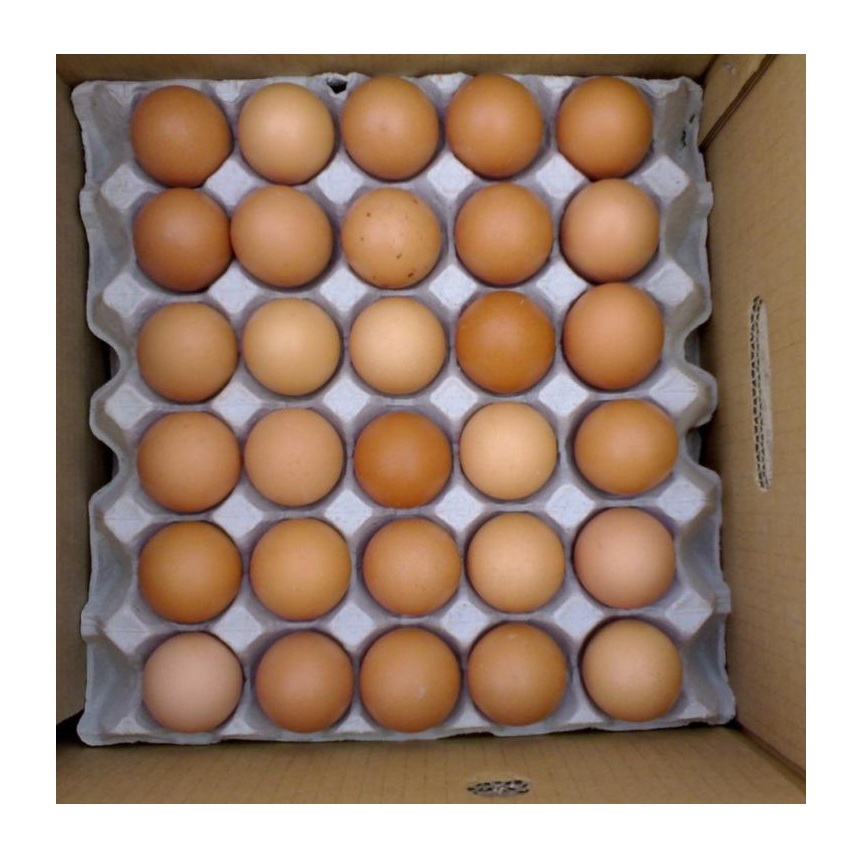 Fresh Organic Poultry Chicken Brown Table Eggs | Halal Top Quality Packed Eggs
